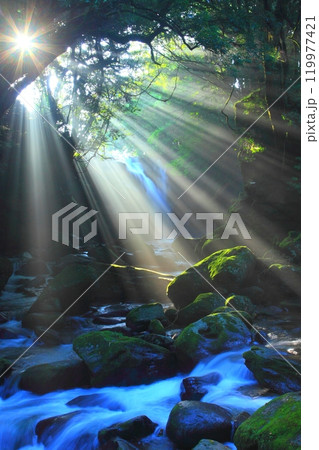 光さす夫婦滝（熊本県南小国町・縦構図） 119977421