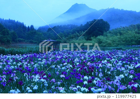 花菖蒲園と由布岳（神楽女湖・別府市） 119977425