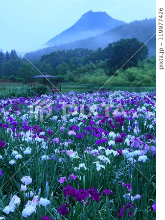 花菖蒲園と由布岳(神楽女湖・別府市・縦構図) 花菖蒲園と由布岳(神楽女湖・別府市・縦構図) 119977426
