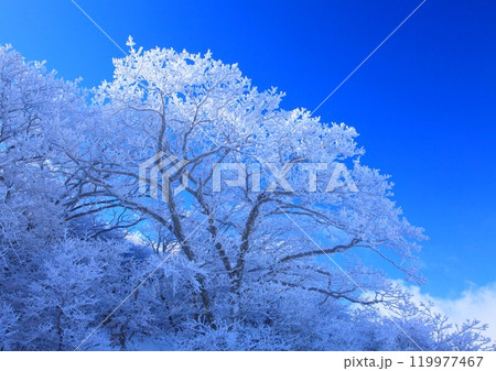 霧氷の木々(くじゅう連山・大分県九重町) 霧氷の木々(くじゅう連山・大分県九重町) 119977467