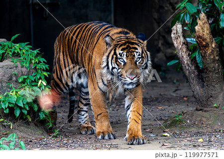 暗闇から歩いてくるスマトラトラ 暗闇から歩いてくるスマトラトラ 119977571