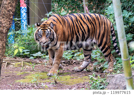 迫力あるスマトラトラ 119977615