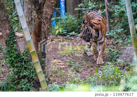 迫力あるスマトラトラ 119977617