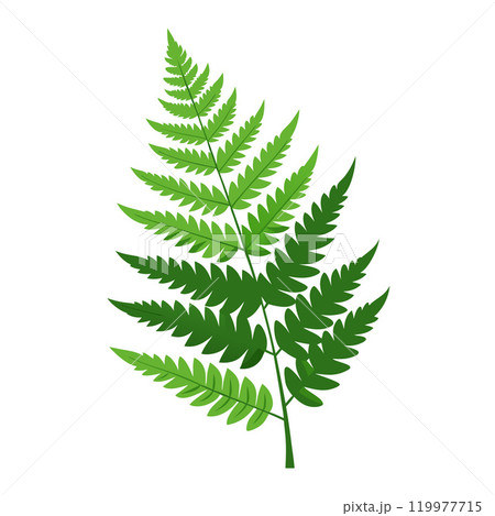 Fern leaf. fern branch flat style isolated Fern leaf. fern branch flat style isolated 119977715