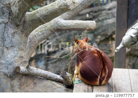 かわいいセスジキノボリカンガルーの後ろ姿 かわいいセスジキノボリカンガルーの後ろ姿 119977757