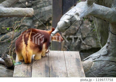 かわいいセスジキノボリカンガルー後ろ姿 かわいいセスジキノボリカンガルー後ろ姿 119977758