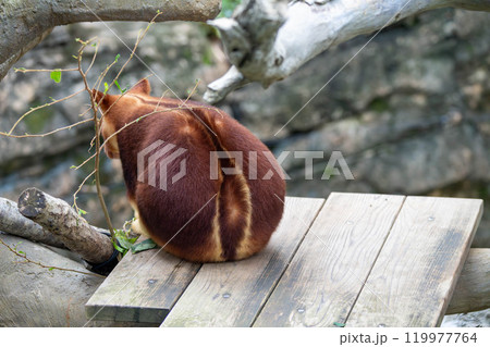 かわいいセスジキノボリカンガルーの後ろ姿 かわいいセスジキノボリカンガルーの後ろ姿 119977764