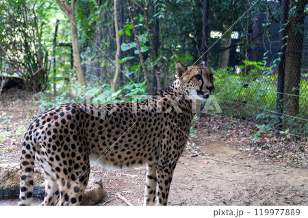 美しいチーターの横顔 美しいチーターの横顔 119977889