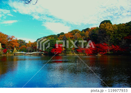薬師池の青さとモミジ紅葉 薬師池の青さとモミジ紅葉 119977933