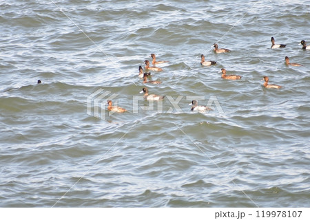 野鳥 野鳥 119978107