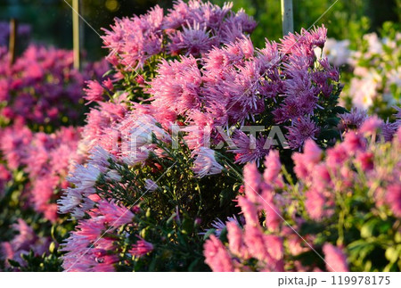 かきのもと　食用菊（しょくようぎく） 119978175