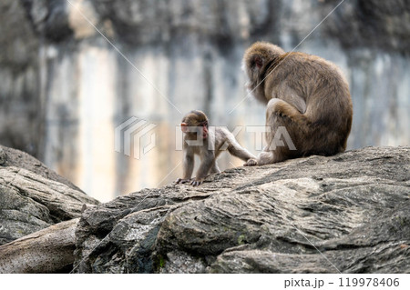 微笑ましいニホンザルの親子 119978406