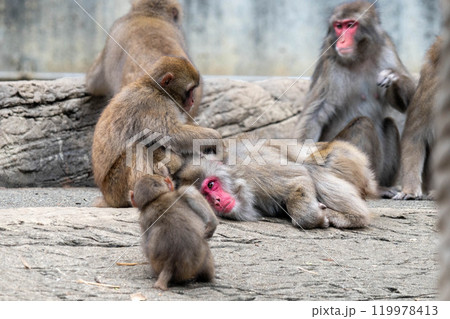 毛づくろいをしているニホンザル 119978413