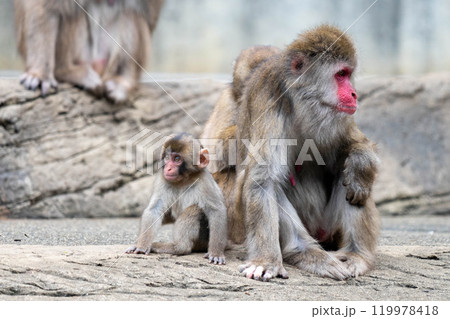 かわいい親子のニホンザル 119978418