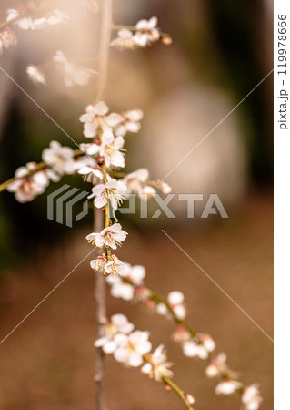 青く澄む空、冷たい風、霜柱もある大地、寒さもものともせず蕾を付け花を咲かせる、梅、梅、梅 青く澄む空、冷たい風、霜柱もある大地、寒さもものともせず蕾を付け花を咲かせる、梅、梅、梅 119978666