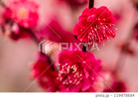 青く澄む空、冷たい風、霜柱もある大地、寒さもものともせず蕾を付け花を咲かせる、梅、梅、梅 119978684