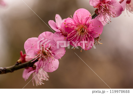 青く澄む空、冷たい風、霜柱もある大地、寒さもものともせず蕾を付け花を咲かせる、梅、梅、梅 青く澄む空、冷たい風、霜柱もある大地、寒さもものともせず蕾を付け花を咲かせる、梅、梅、梅 119978688