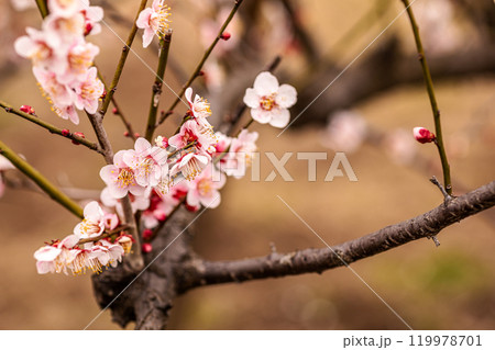 青く澄む空、冷たい風、霜柱もある大地、寒さもものともせず蕾を付け花を咲かせる、梅、梅、梅 青く澄む空、冷たい風、霜柱もある大地、寒さもものともせず蕾を付け花を咲かせる、梅、梅、梅 119978701
