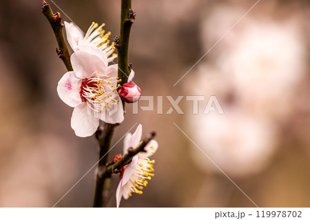 青く澄む空、冷たい風、霜柱もある大地、寒さもものともせず蕾を付け花を咲かせる、梅、梅、梅 青く澄む空、冷たい風、霜柱もある大地、寒さもものともせず蕾を付け花を咲かせる、梅、梅、梅 119978702