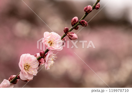 青く澄む空、冷たい風、霜柱もある大地、寒さもものともせず蕾を付け花を咲かせる、梅、梅、梅 青く澄む空、冷たい風、霜柱もある大地、寒さもものともせず蕾を付け花を咲かせる、梅、梅、梅 119978710