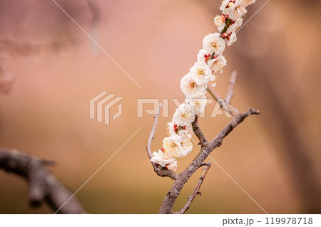 青く澄む空、冷たい風、霜柱もある大地、寒さもものともせず蕾を付け花を咲かせる、梅、梅、梅 青く澄む空、冷たい風、霜柱もある大地、寒さもものともせず蕾を付け花を咲かせる、梅、梅、梅 119978718