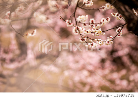 青く澄む空、冷たい風、霜柱もある大地、寒さもものともせず蕾を付け花を咲かせる、梅、梅、梅 119978719