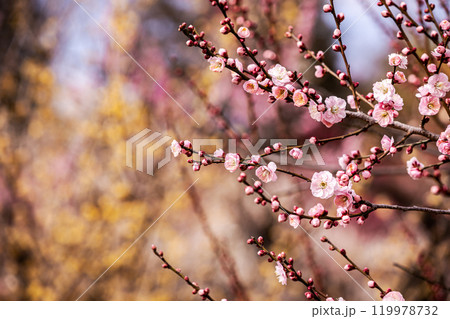 青く澄む空、冷たい風、霜柱もある大地、寒さもものともせず蕾を付け花を咲かせる、梅、梅、梅 青く澄む空、冷たい風、霜柱もある大地、寒さもものともせず蕾を付け花を咲かせる、梅、梅、梅 119978732