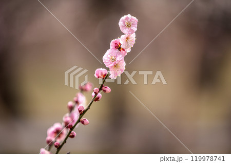 青く澄む空、冷たい風、霜柱もある大地、寒さもものともせず蕾を付け花を咲かせる、梅、梅、梅 119978741