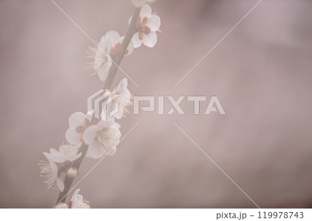 青く澄む空、冷たい風、霜柱もある大地、寒さもものともせず蕾を付け花を咲かせる、梅、梅、梅 青く澄む空、冷たい風、霜柱もある大地、寒さもものともせず蕾を付け花を咲かせる、梅、梅、梅 119978743