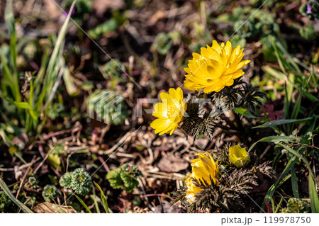 青く澄む空、冷たい風、霜柱もある大地、寒さもものともせず蕾を付け花を咲かせる、梅、梅、梅 119978750