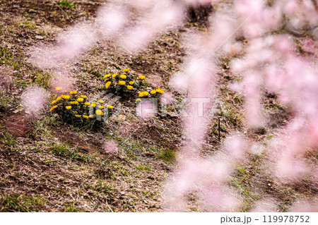 青く澄む空、冷たい風、霜柱もある大地、寒さもものともせず蕾を付け花を咲かせる、梅、梅、梅 119978752