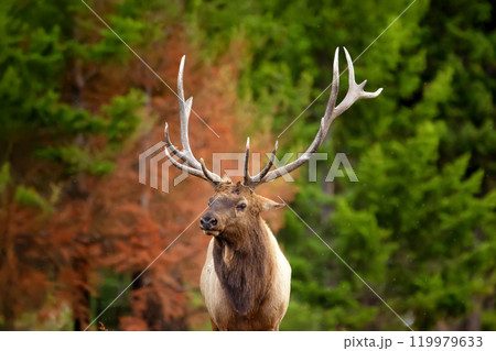 Portrait of Elk Wapiti buck during rut season in fall in burned after wildfires forest. Jasper national park. Portrait of Elk Wapiti buck during rut season in fall in burned after wildfires forest. Jasper national park. 119979633