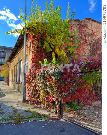 Colourful autumn leaves on the wall of an old building on abandoned street in the city Colourful autumn leaves on the wall of an old building on abandoned street in the city 119979705