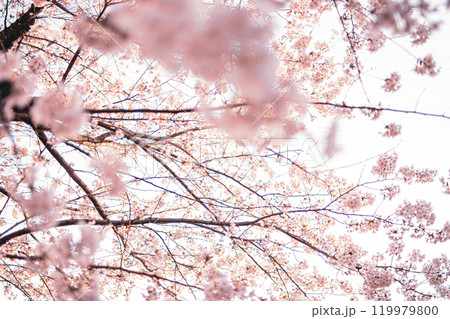 桜 桜 119979800