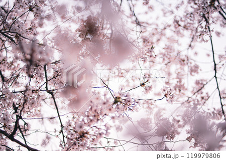 桜 桜 119979806