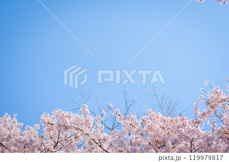 桜 119979817