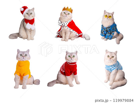 A set of fashionable cats in cute outfits showing off different styles  119979884