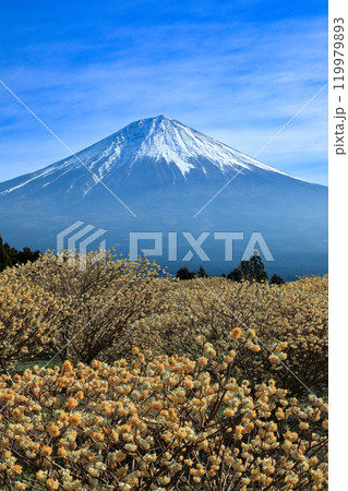 白糸の滝自然公園に咲く満開のミツマタ畑と富士山 静岡県富士宮市 白糸の滝自然公園に咲く満開のミツマタ畑と富士山 静岡県富士宮市 119979893