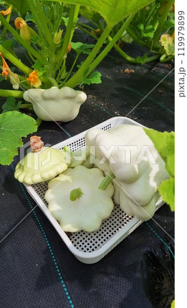 Freshly harvested pattypan squash in a garden setting Freshly harvested pattypan squash in a garden setting 119979899