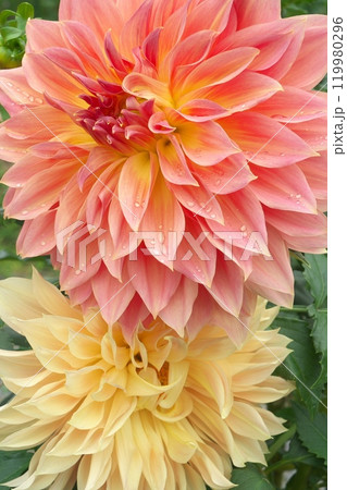 鮮やかなダリア 119980296