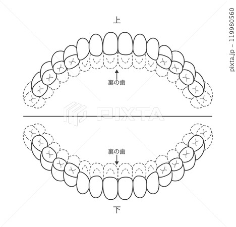白黒 永久歯列期の磨き残しチェックシート 染め出しイラスト 白黒 永久歯列期の磨き残しチェックシート 染め出しイラスト 119980560
