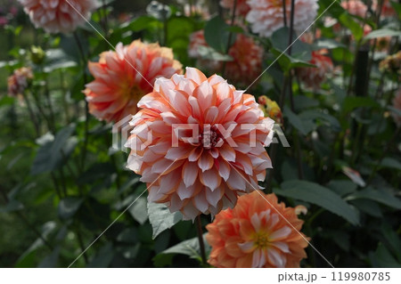 ダリアの花 119980785