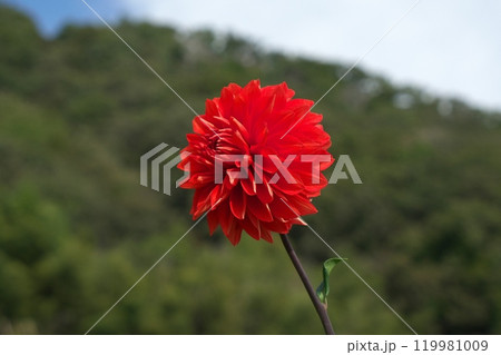 赤いダリア 119981009