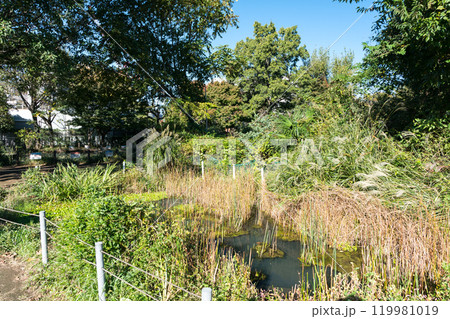 前原公園（とんぼ池公園）の池を散策　秋晴れの青空　東京都狛江市西野川 119981019