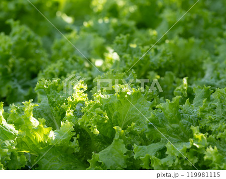 野菜畑の新鮮なリーフレタス 119981115
