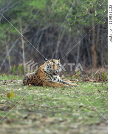wild bengal male tiger or panthera tigris at bandhavgarh national park forest tiger reserve umaria madhya pradesh india. tiger sitting in natural green background full face and eye contact in safari 119981132
