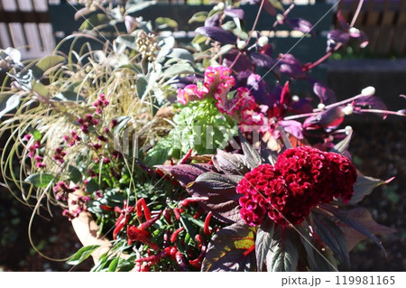 秋冬の花の寄せ植え 119981165