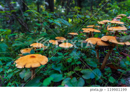 道端に群生するキノコ 道端に群生するキノコ 119981199