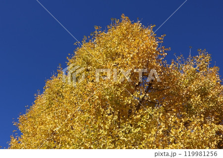 青空をバックに見ごろを迎えたイチョウの木 ginkgo tree behind blue sky 青空をバックに見ごろを迎えたイチョウの木 ginkgo tree behind blue sky 119981256