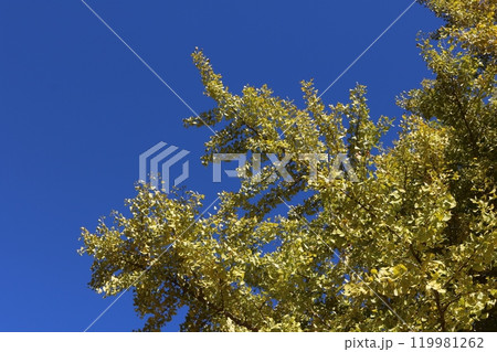 青空をバックに見ごろを迎えたイチョウの木 ginkgo tree behind blue sky 119981262